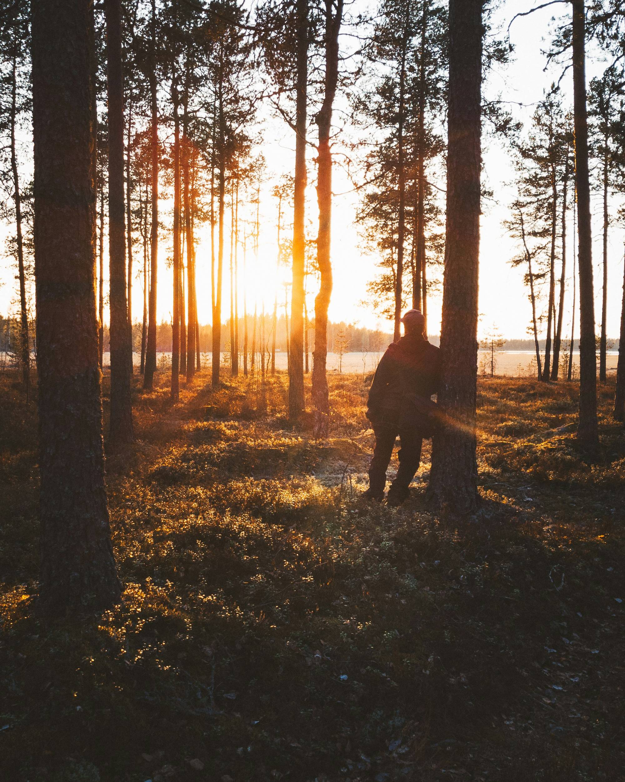 Man in woodland looking at sunset
