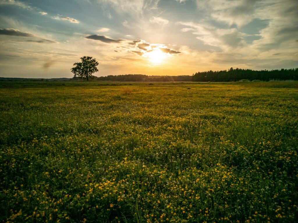 The Quiet Rise of a New Way to Own Land 1 medow 35