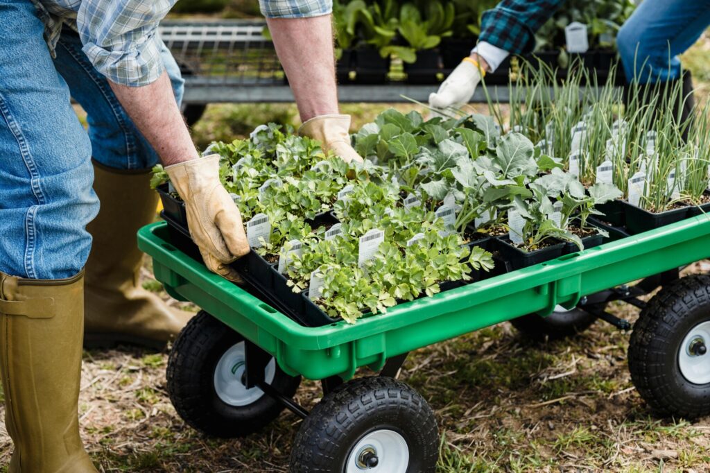 Why Land Ownership Is a Values Choice 1 vegetables in a cart