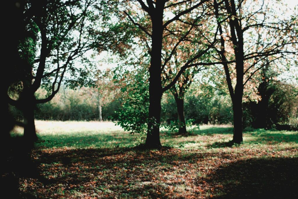 What to Look for When Buying Woodland as a Group 1 woodland scene 05