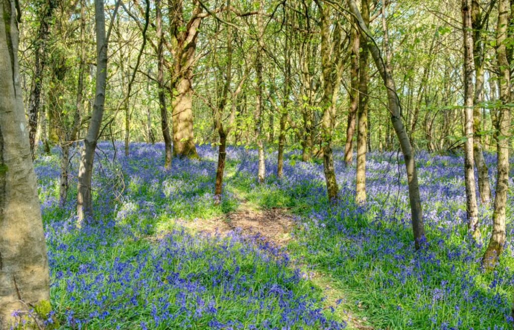 Why Community Is Becoming Central to Land Ownership 1 woodland scene 22