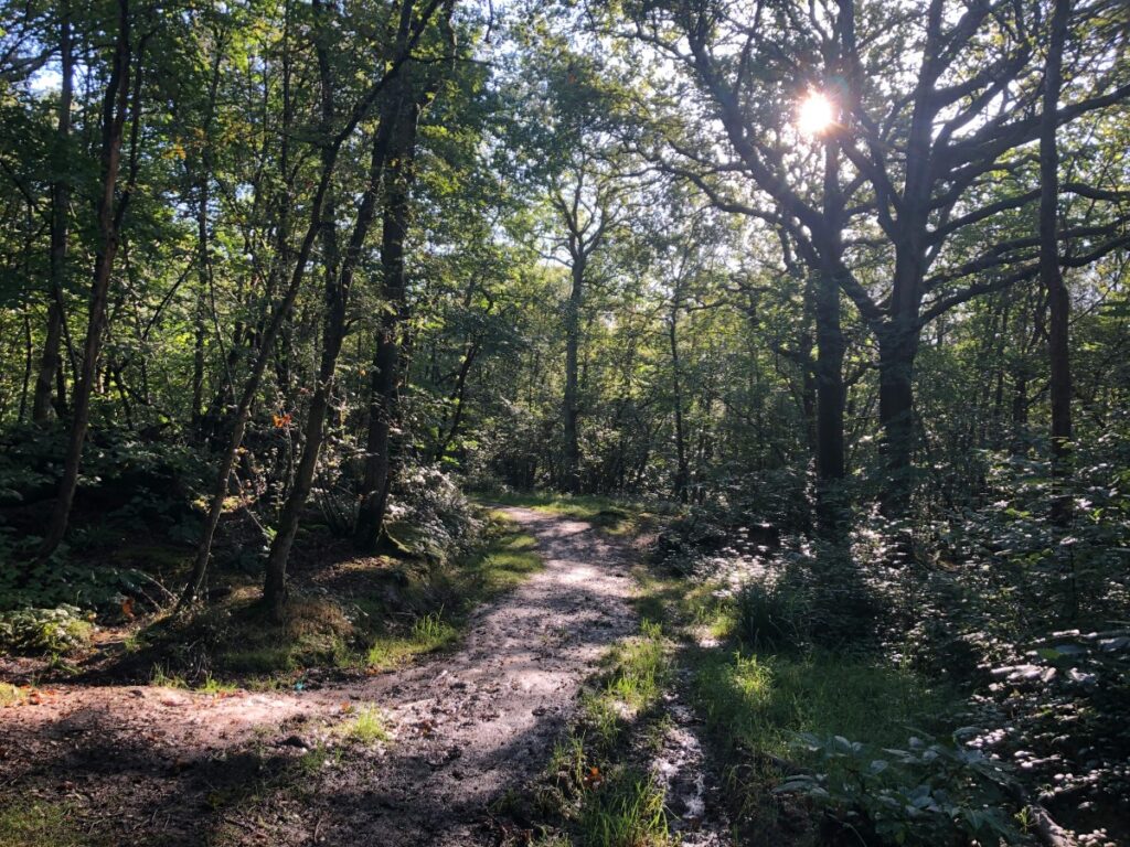 Reclaiming a Sense of Control Through Land 1 woodland scene 26