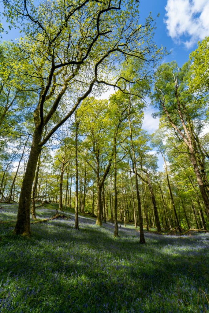 How Shared Ownership Makes Big Dreams Feel Gentle 1 woodland scene 50