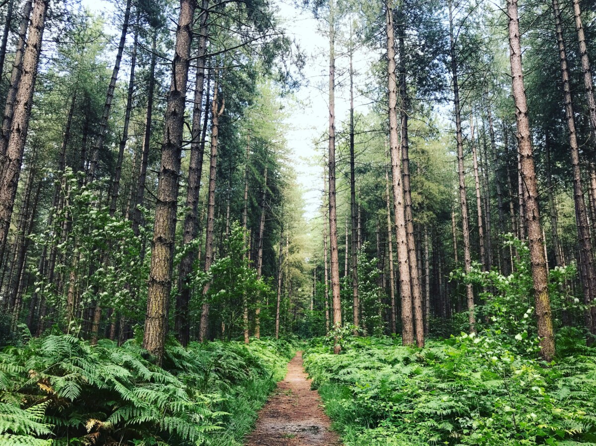 Woodlands
