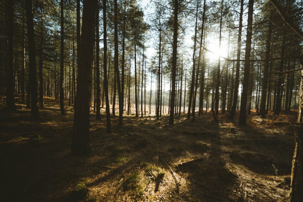 The Emotional Security of Having Somewhere to Escape To 1 woodland scene 62