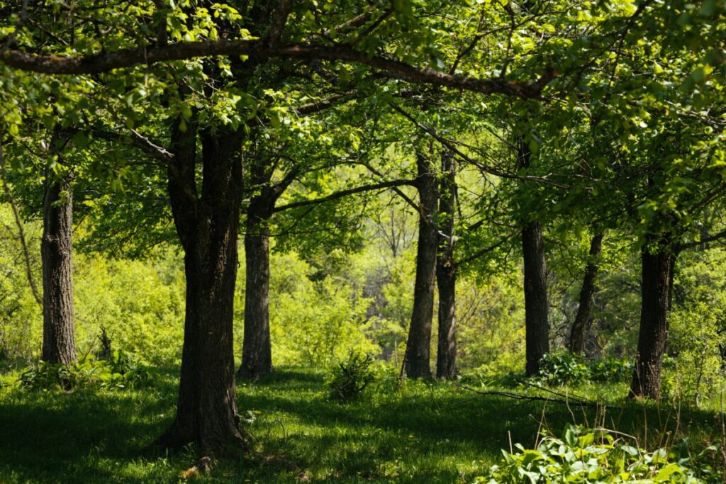 What It Means to Be a Caretaker of Land 1 woodland scene 65