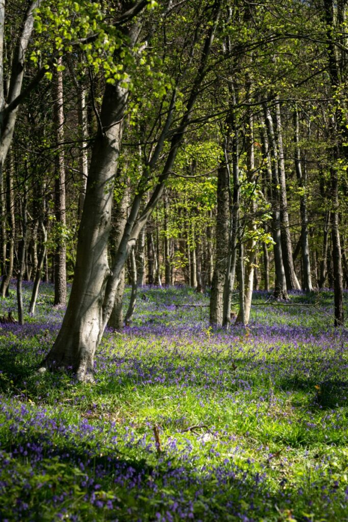 How to Own Woodland Without Buying It Alone 1 woodland scene 70