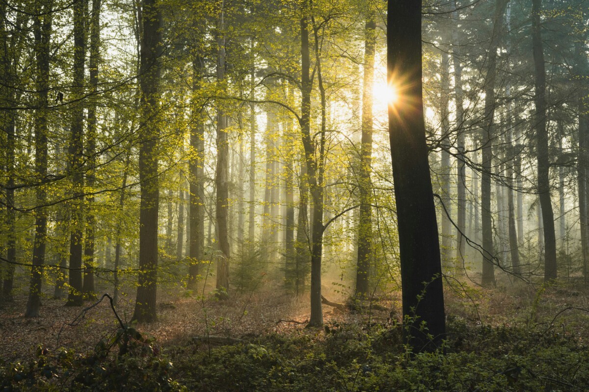 woodland scene 72